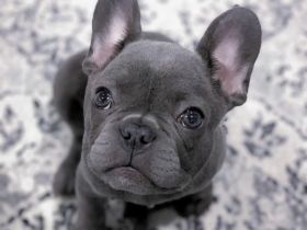 Französische Bulldoggenwelpen suchen ein goldenes Körbchen