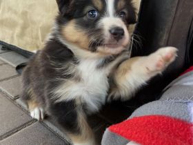 Traumhafte Australian Shepherdwelpen  suchen ab Mitte Mai ihre Lebensstellung