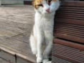 MARIGOLD ❤  SEHR EILIG! .