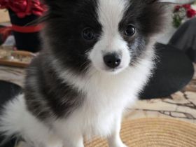 Deutsche Spitz (Welpe)