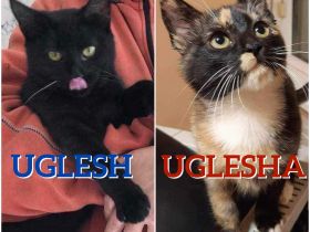 UGLESH & UGLESHA ❤ EILIG!