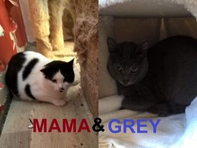 MAMA & GREY ❤