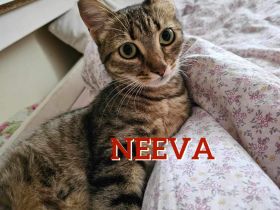 NEEVA ❤