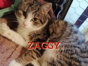 ZAGGY ❤️