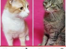 CAESAR & CLEOPATRA ❤️