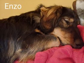 Lorenzo, als Welpe so süß, jetzt chancenlos?