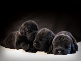 Newfundland Welpen wurden in der Liberis et Fortis Zuchtstätte geboren! 🐾