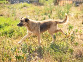 Dani (w): freundlich, stattlich, neugierig sucht ein Zuhause o. Pflegestelle.