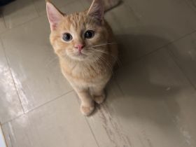 Coco sucht eine liebevolles Zuhause ❤️🐾