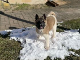 American Akita Hündin