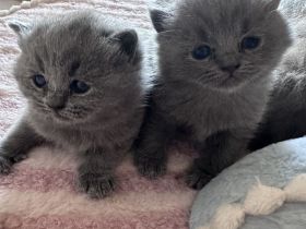 Britisch Kurzhaar Kitten