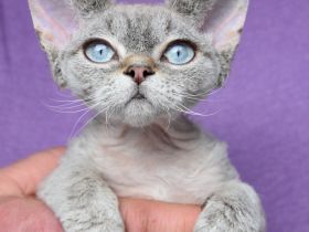 Devon Rex Kitten mit Ahnen, EU Pass und Gesundheitszeugnis.