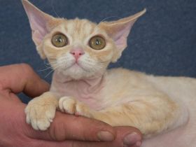 Devon Rex Kitten mit Ahnen, EU Pass und Gesundheitszeugnis.