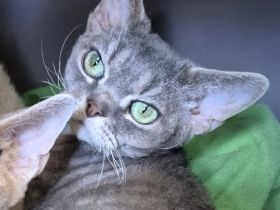 Devon Rex Kitten mit Ahnen, EU Pass und Gesundheitszeugnis.