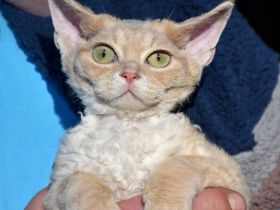 Devon Rex Kitten mit Ahnen, EU Pass und Gesundheitszeugnis.
