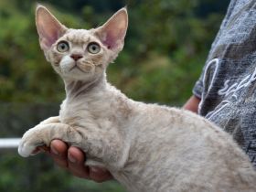Devon Rex Kitten mit Ahnen, EU Pass und Gesundheitszeugnis.