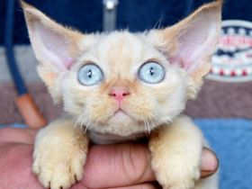 Devon Rex Kitten mit Ahnen, EU Pass und Gesundheitszeugnis.