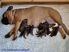 Continental Bulldog Welpen (VDH-FCI)