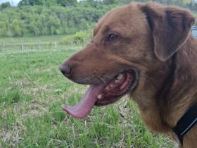 Menschenbezogener Ricky sucht ein Zuhause