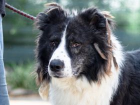 Großer, wunderschöner Carlos sucht ein passendes Zuhause