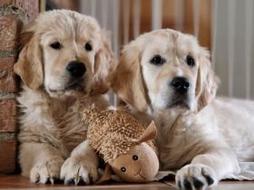 Golden retriever - lovely puppies