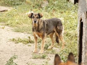 Unsere schüchterne Birdy hält Ausschau nach ihrem Altersruhesitz.