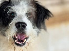 Hallo, ich heiße Bo und suche meine Altersresidenz.