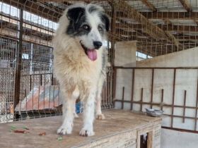 Hallo, ich heiße Bo und suche meine Altersresidenz.