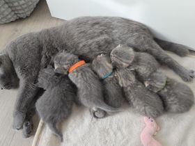 BKH Kitten, britisch kurzhaar Kitten, weiblich, männlich, Farbe Blue und Tabby