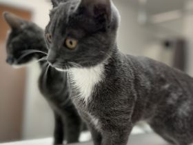 Britische Kurzhaar mischling Katze