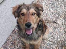 Süßer Porridge wartet auf seine Chance - Willst du ihm ein Zuhause geben?