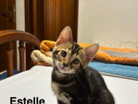 Wunderschöne, reinrassige Bengalkitten mit Stammbaum