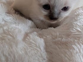 Heilige Birma Kitten