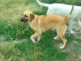 Abby, Aika, Aron und Ayla lieb und verspielt