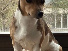 Hübscher tricolor Jack Russel Terrier