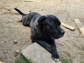 Cano Corso LUKE