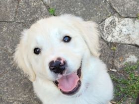 Golden Retriever x Labby/Border Collie Mix (Wurfankündigung)