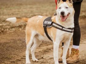 Gabriel, große Schmusebacke verträgt sich mit allen Hunden