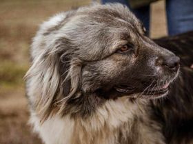 Irina, ruhig, sanft und zurückhaltend