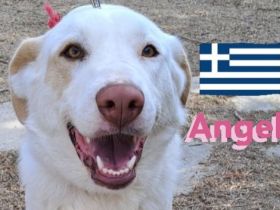 Angel, 04/23 - Engelchen sucht Familie