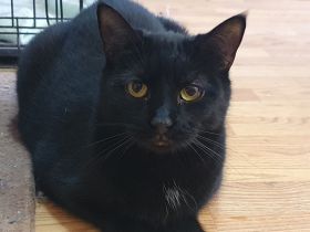 Schüchterne Hella sucht ein geduldiges, liebevolles Zuhause!