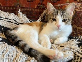 Jung und gutaussehend: Twinky sucht ihre Familie!