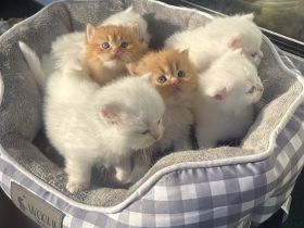 Süße BLH/BKH Kitten