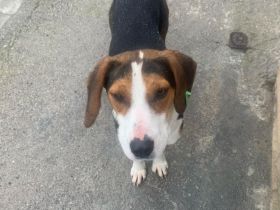 Baly- Abenteuer an deiner Seite⭐️🐶