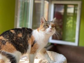 Nelli wünscht sich ein eigenes Zuhause