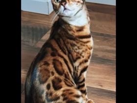 Reinrassige Bengalkitten