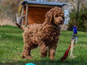 Königspudel / Großpudel in Fawn