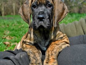 Deutschen Dogge Welpen
