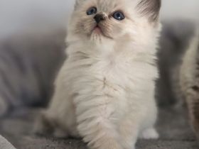 LETZTE, Wunderschöne Heilige Birma-Kitten