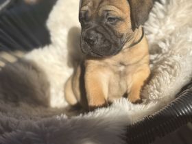 Bullmastiff Welpen